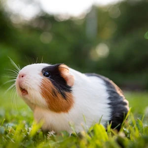 Small Pet